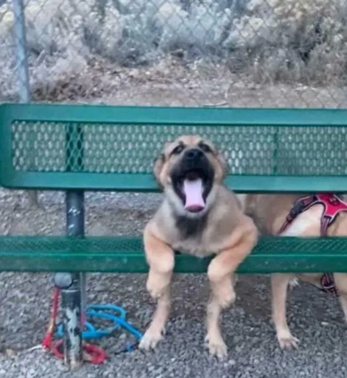 My Pups First Time At The Park And He Was Just Obsessed With This Bench