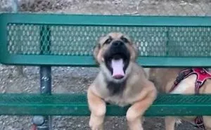 81 Times Dogs Were Being Their Goofy Silly Selves And People Just Had To Share Their Photos (New Pics)