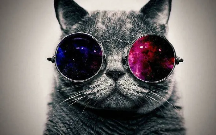 Used To See This Cat Everywhere In The Mid 2010s Internet