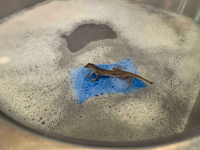 I Came In My Kitchen To Find A Lizard Using A Sponge As A Raft In The Sink. I Live In New Mexico