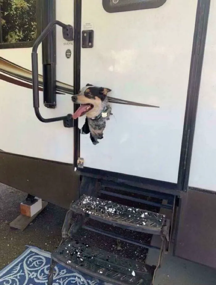Eso por dejar a tu perro encerrado en la caravana