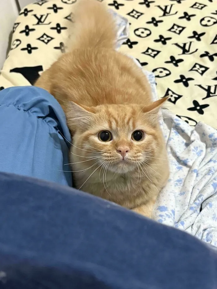 Cometí un error al mirar a mi gato a los ojos. Ahora me está atacando.