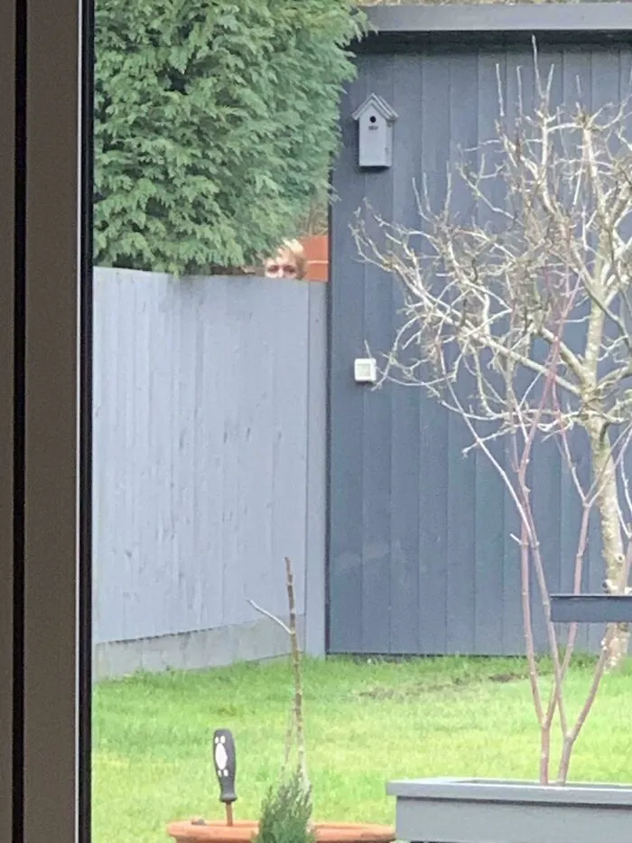 My Nextdoor Neighbour. My Neighbour Does This On A Daily Basis