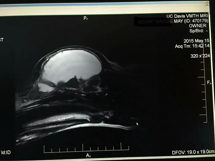 After Having A Dog For 6 Years, We Found Out She Had (Almost) No Brain