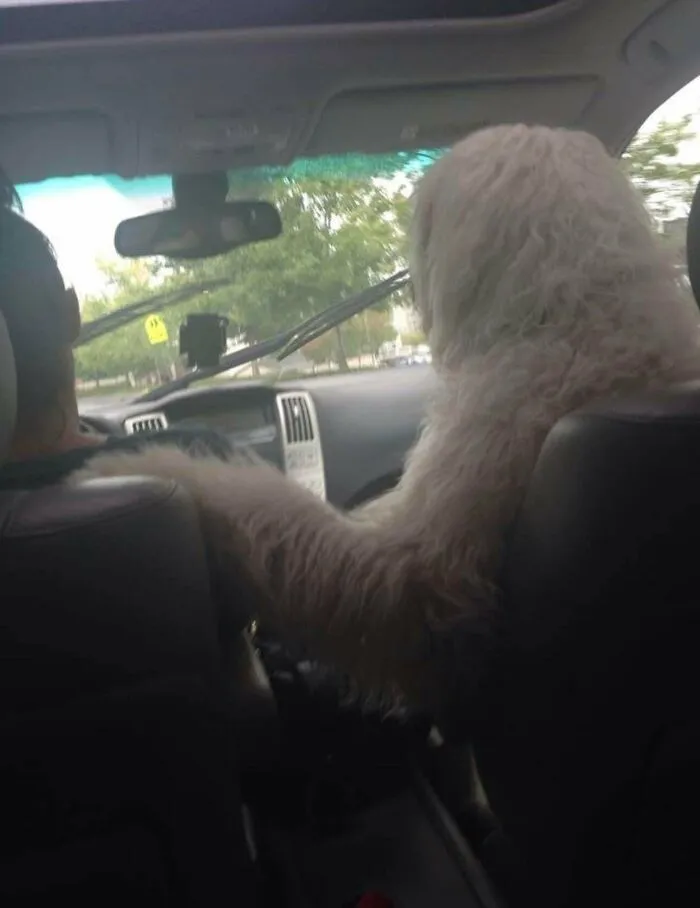 Our Family Dog Will Cry Non Stop In The Car Unless He Is Up Front And Touching My Mom