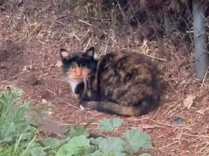 I Am Uncomfortable With This Cat's Uncanny Human Like Face