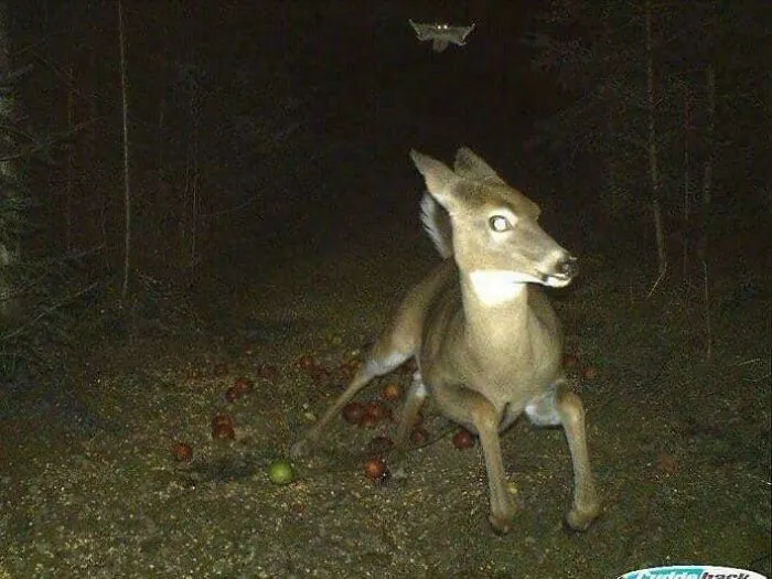 Deer Running From A Flying Squirrel, Caught On A Trail Camera