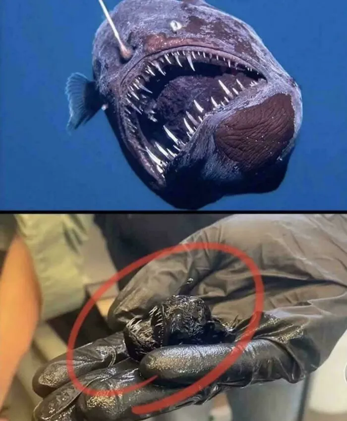 A Rare Deep-Sea Anglerfish, Known As The Black Seadevil