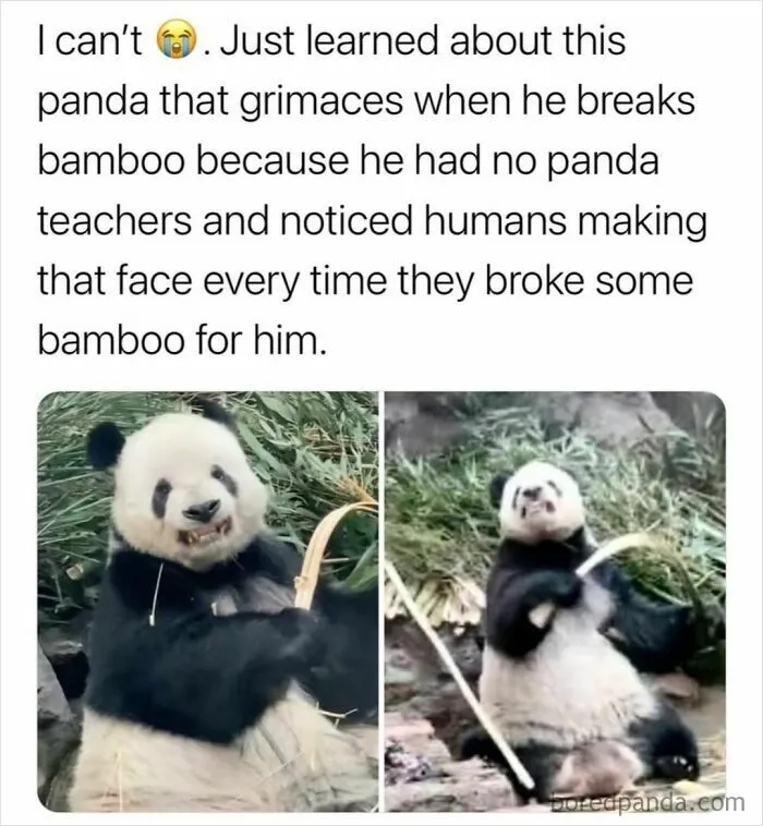 107 Memes That Are Way Too Accurate