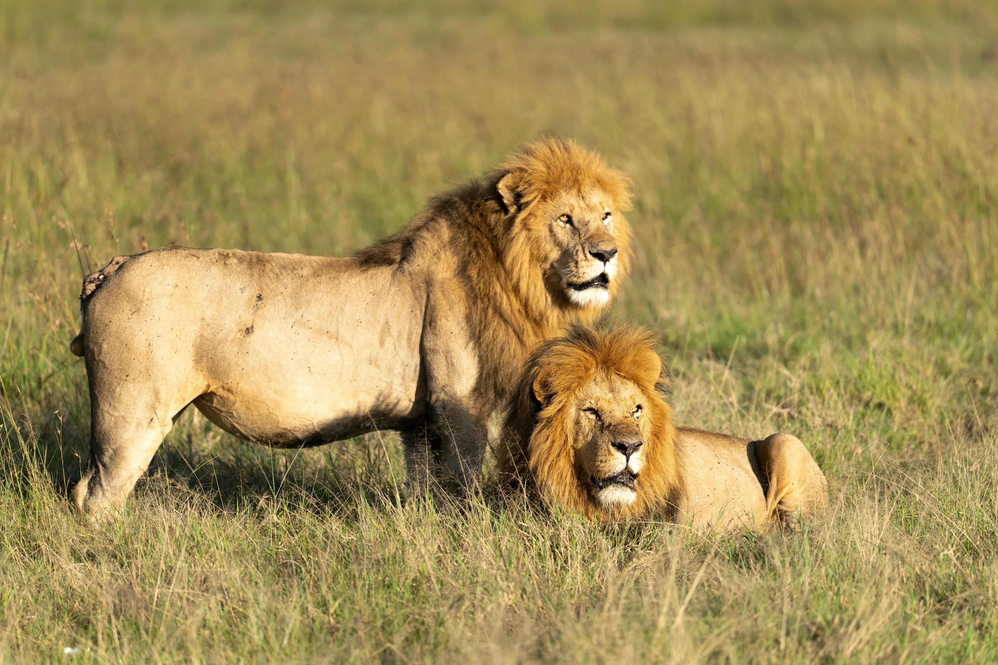 Two male lions in a grassy field showcasing typical behavior of a group of lions in the wild habitat.