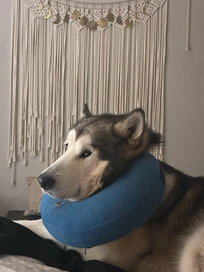 Funny unhinged dog pictures of a husky wearing a blue neck pillow instead of a cone