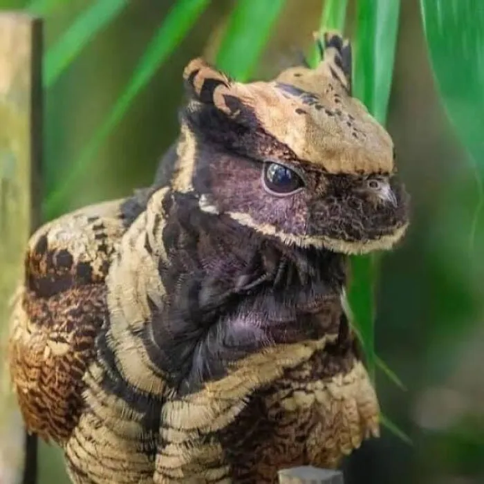 🔥 The Great-Eared Nightjar
