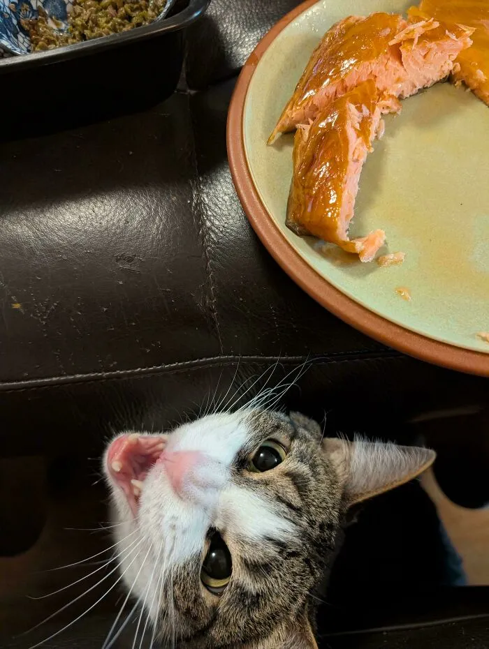 Tabby cat meowing near a plate with salmon on a table
