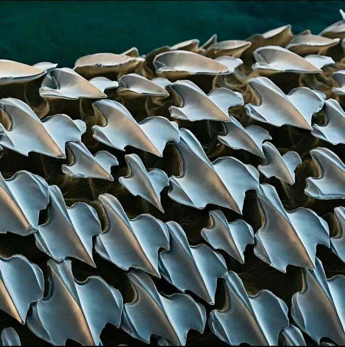 Shark Skin As Seen Under An Electron Microscope