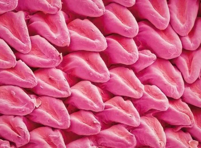 A Cat’s Tongue Under A Microscope Looks Like It’s Made Of Other Smaller Tongues