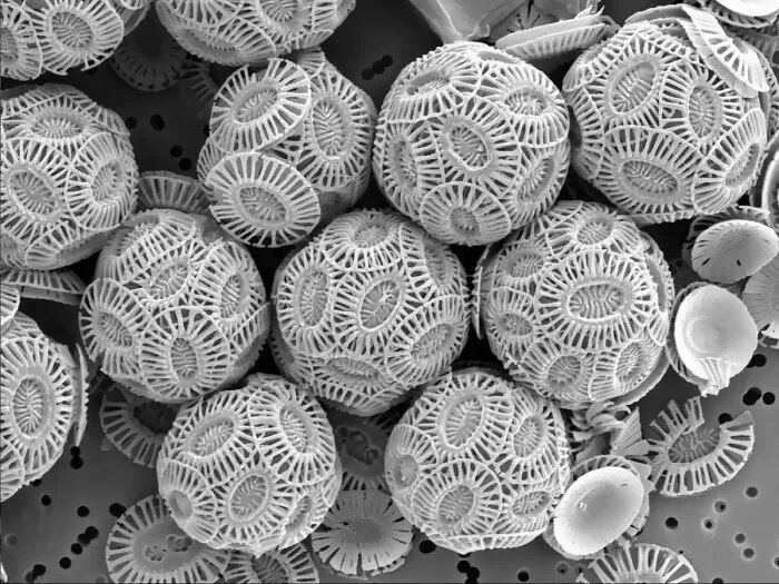 Chalk Particles Under A Microscope
