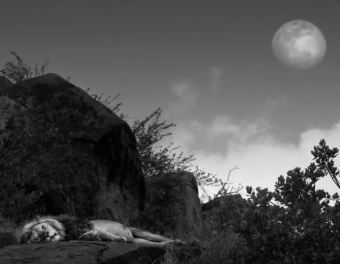50 Incredible Wildlife Shots By This Photographer, Along With The Memories Behind Each One