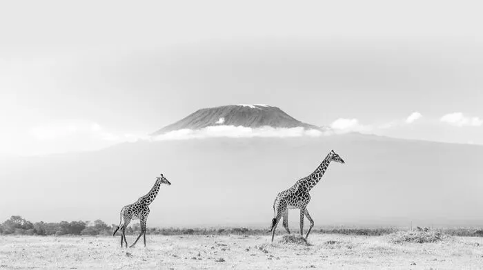50 Incredible Wildlife Shots By This Photographer, Along With The Memories Behind Each One