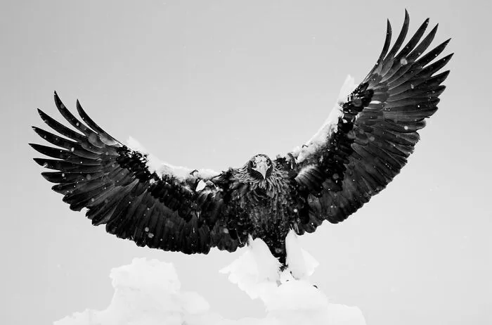 50 Incredible Wildlife Shots By This Photographer, Along With The Memories Behind Each One