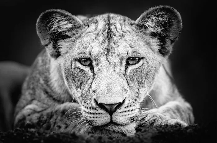 50 Incredible Wildlife Shots By This Photographer, Along With The Memories Behind Each One