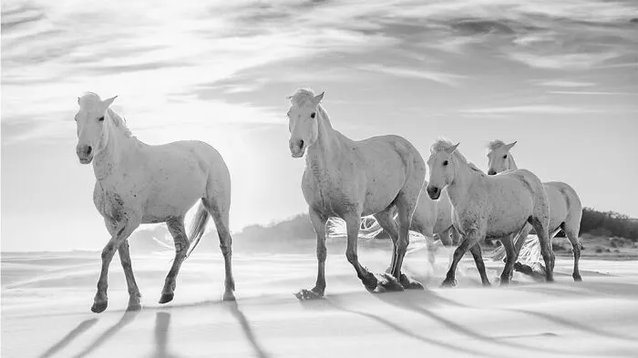 50 Incredible Wildlife Shots By This Photographer, Along With The Memories Behind Each One