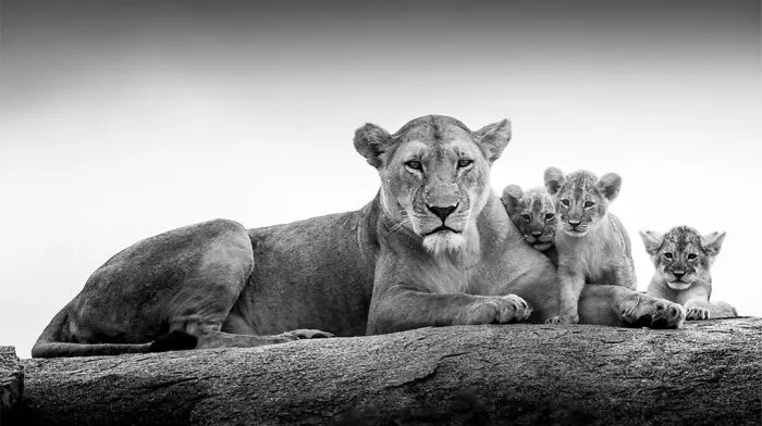 50 Incredible Wildlife Shots By This Photographer, Along With The Memories Behind Each One