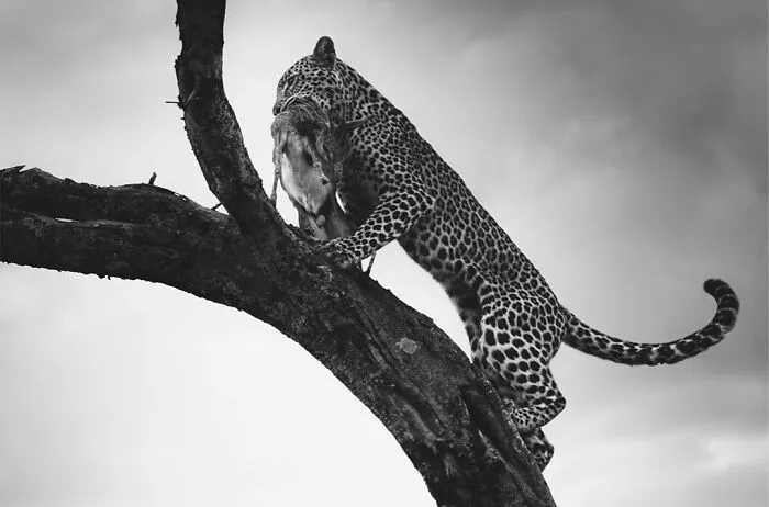50 Incredible Wildlife Shots By This Photographer, Along With The Memories Behind Each One