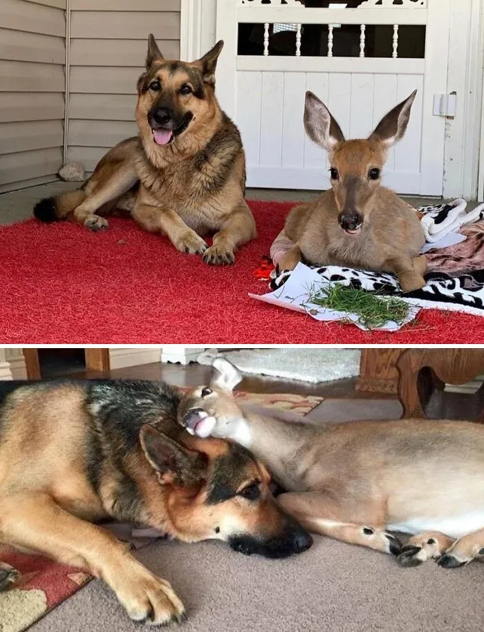 This Is Sarge. He Helps Save Injured And Orphaned Wildlife In His Area. I’m Told He Loves All Animals, But Gets The Most Attached To Fawns. 14/10 Good Boy Sarge‬