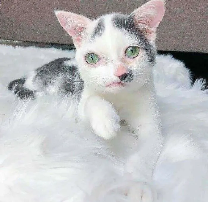 All Cats Are Gorgeous