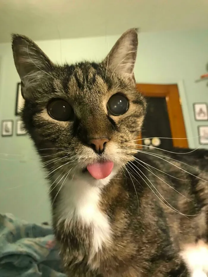 Ambrose, My Old Blind Kitty, Is Getting Radioactive Iodine Treatment Today. Wish Him Luck!