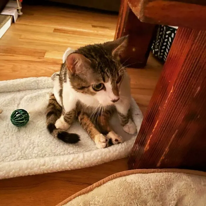 He Was Found With A Bullet In His Back. He’s Paralyzed And Will Be Spoiled And Loved Forever