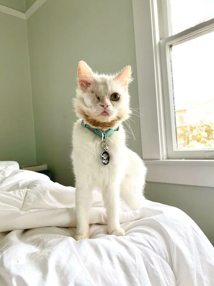 Morning Blep From The Rescue Kitty, Mosi
