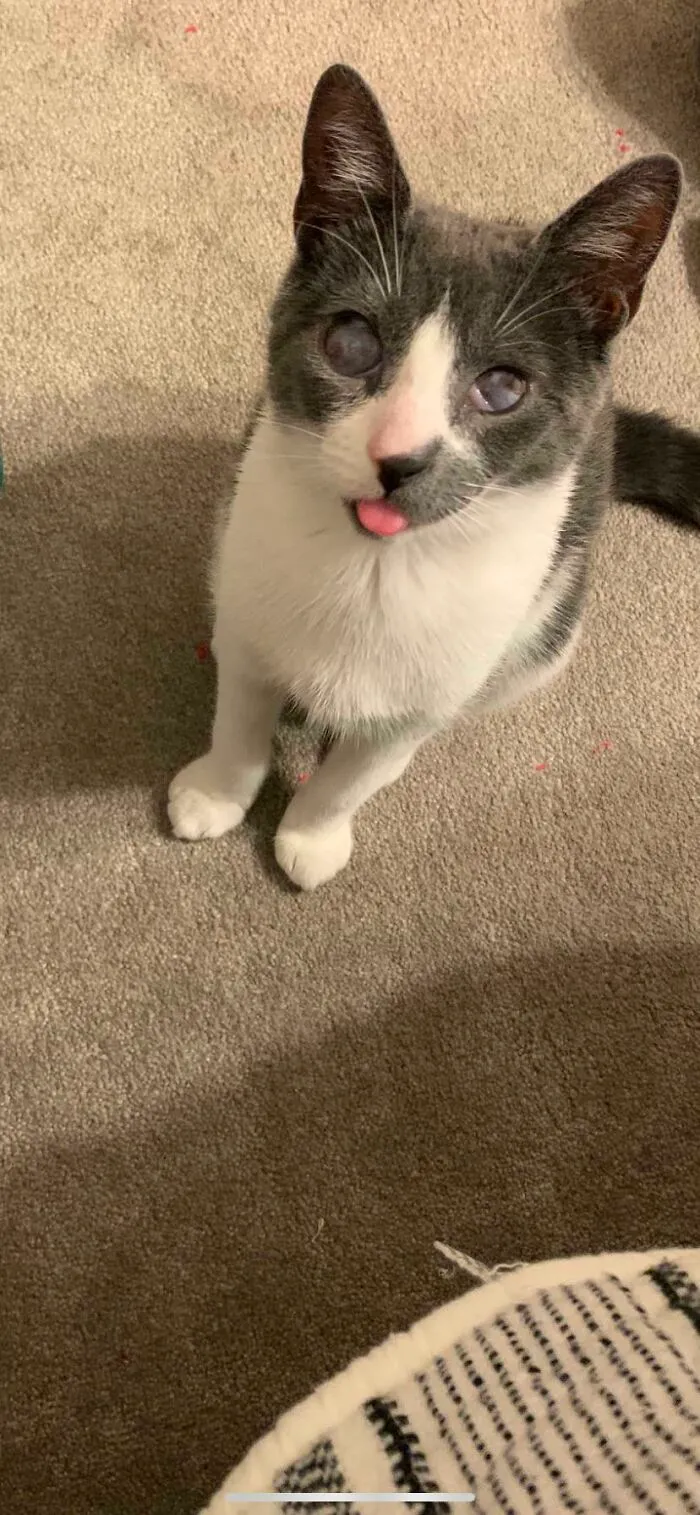 Meet Turtle! He's A Blind Cat That Was Found Outside And Taken Home