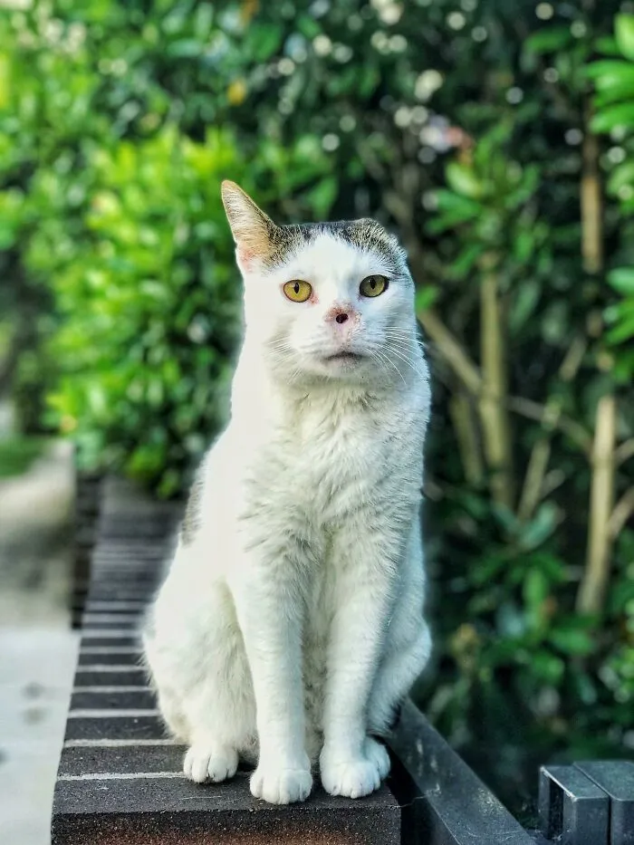 This Little Guy Has No Nose And Is Missing An Ear, But Is A Very Friendly Neighborhood Cat. He Goes By Voldemort