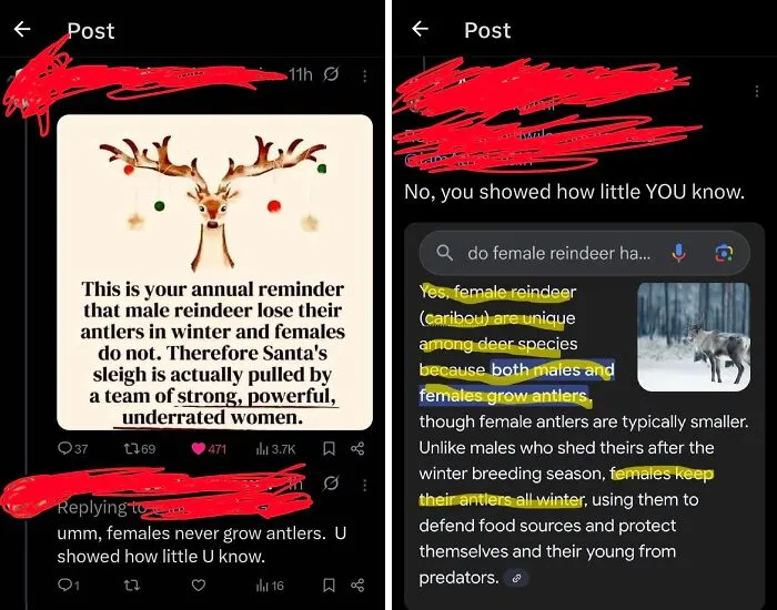 Guy Thinks Female Reindeer Dont Have Antlers