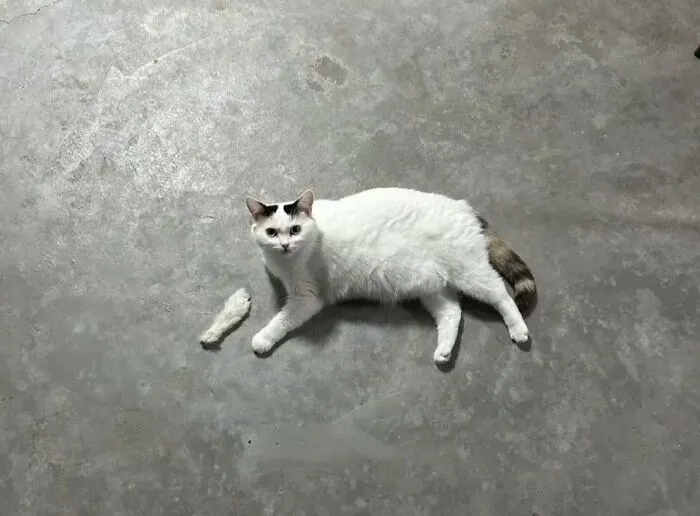 Caught A Cat Playing With A Feather