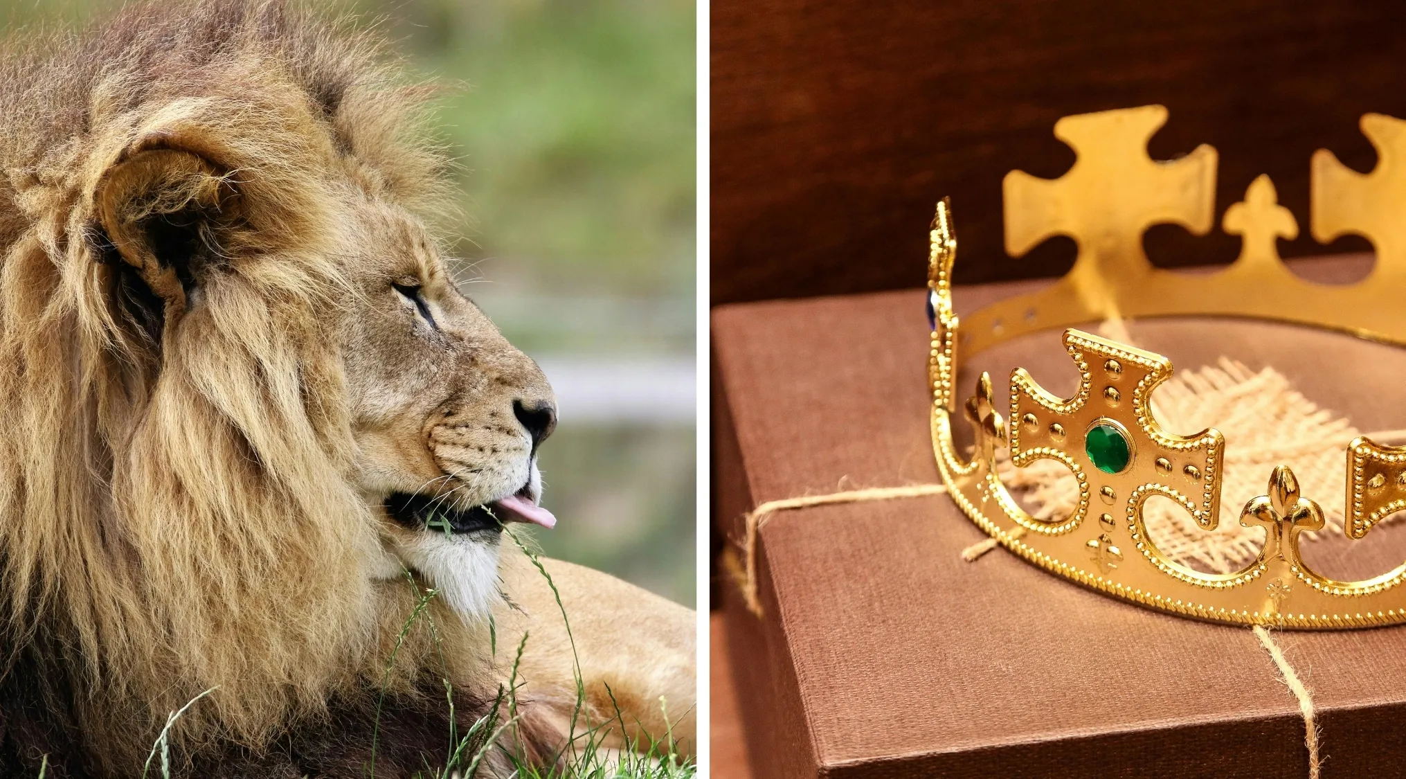 Close-up of a lion and a golden crown on a box, visual hints relating to an animated classic movie and TV show.