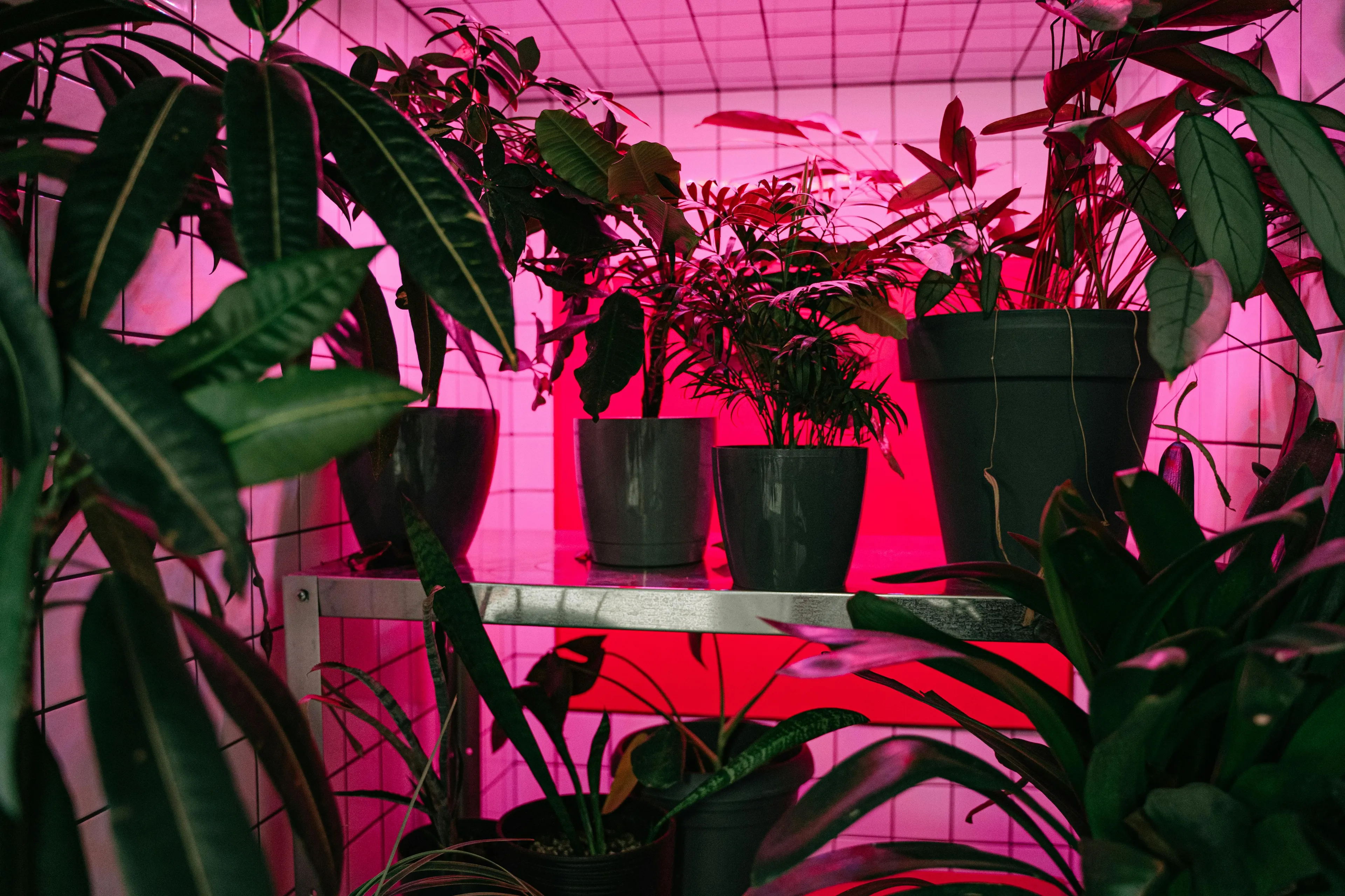 Two identical plants growing under different colored lights, showing varied height due to light color effect on growth.
