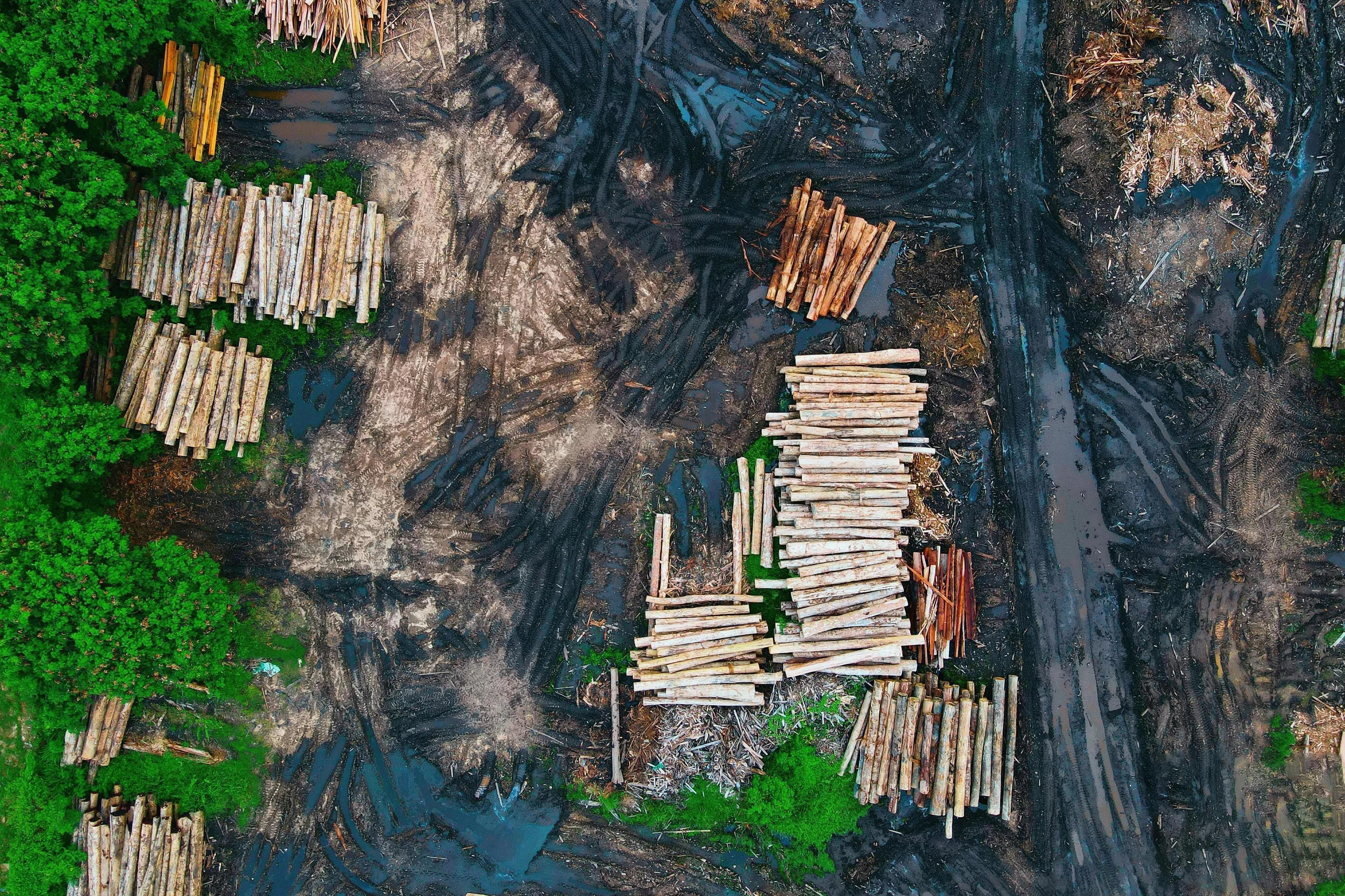 Aerial view of deforestation site with stacked logs and muddy ground, illustrating impacts on global climate change.