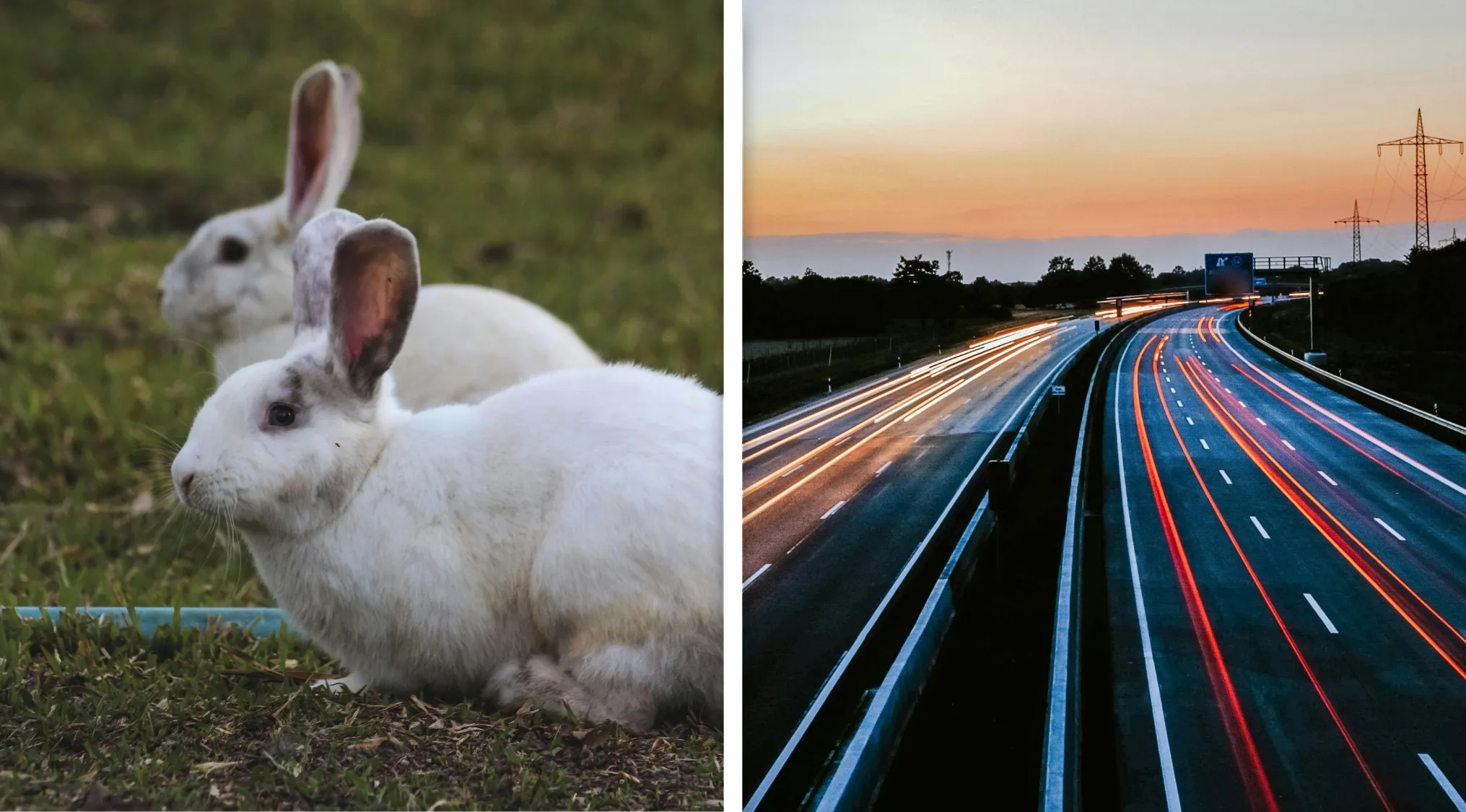Two white rabbits sitting on grass near a highway representing evolutionary concepts in general science knowledge quiz.
