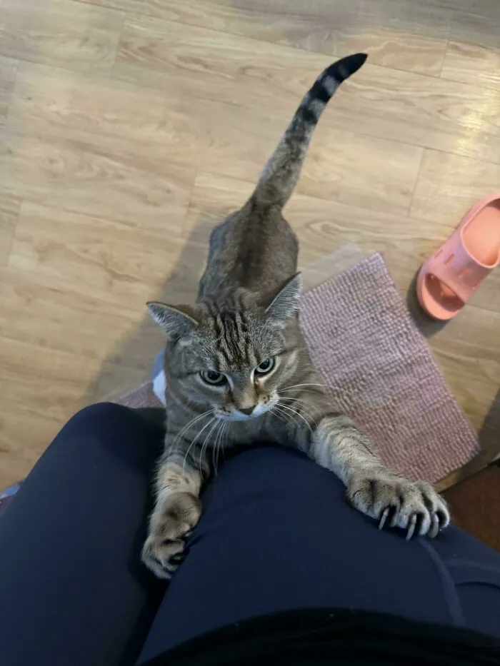 Tabby cat climbing up a person's leg showing cat claw pictures.