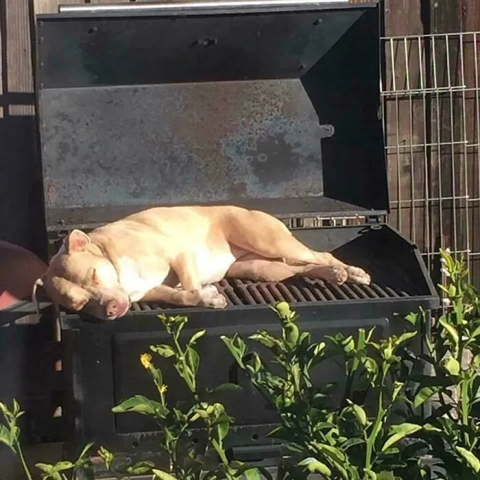 A dog sunbathing by lying down on an open outdoor grill, making for funny unhinged dog pictures