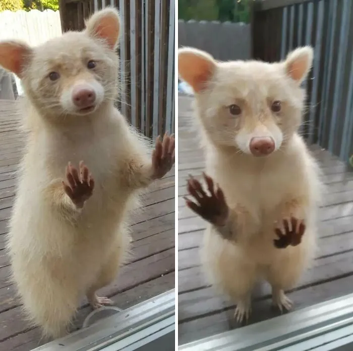 My Old Highschool Teacher's Racoon Living Her Yard. Very Friendly Apparently