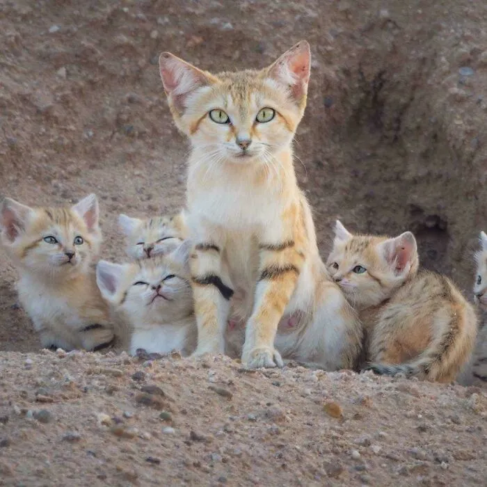 🔥 Photographer Talal Al Rabah Captured An Entire Family Of Sand Cat In The Middle East, One Of The Most Elusive Desert Animals On Earth