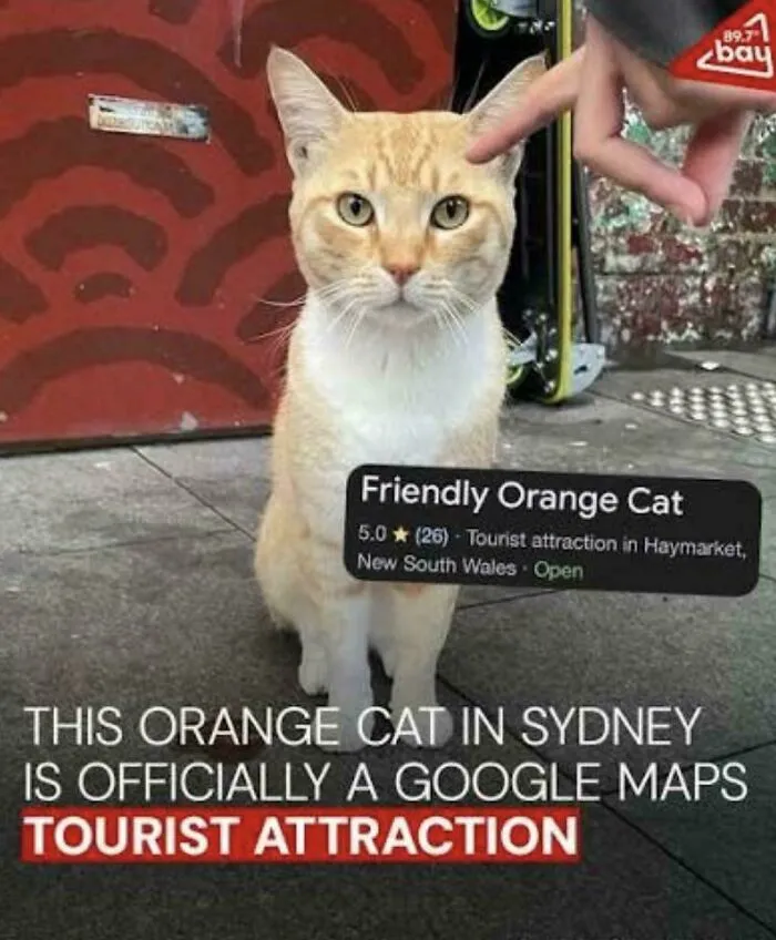 A Friendly Orange Cat In Sydney’s Haymarket Became So Beloved By Locals That It Now Has Its Own Pin On Google Maps