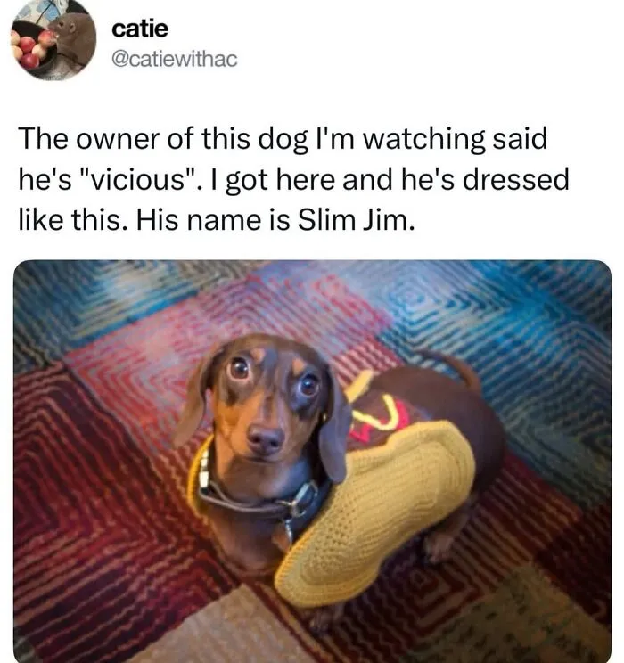 This Page Shared 50 Funny Memes For Your Daily Dose Of Cute Animal Content