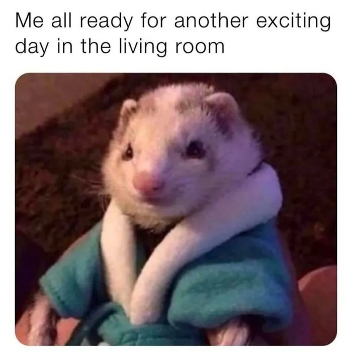This Page Shared 50 Funny Memes For Your Daily Dose Of Cute Animal Content
