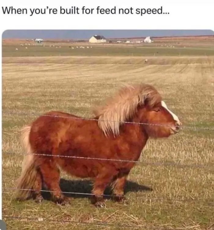 This Page Shared 50 Funny Memes For Your Daily Dose Of Cute Animal Content