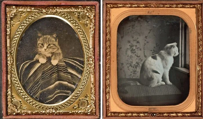 Tabby And Dixie, The Two Kittens Gifted By Secretary Of State William Steward To Abraham Lincoln, Newly Elected President At The Time, In August Of 1861