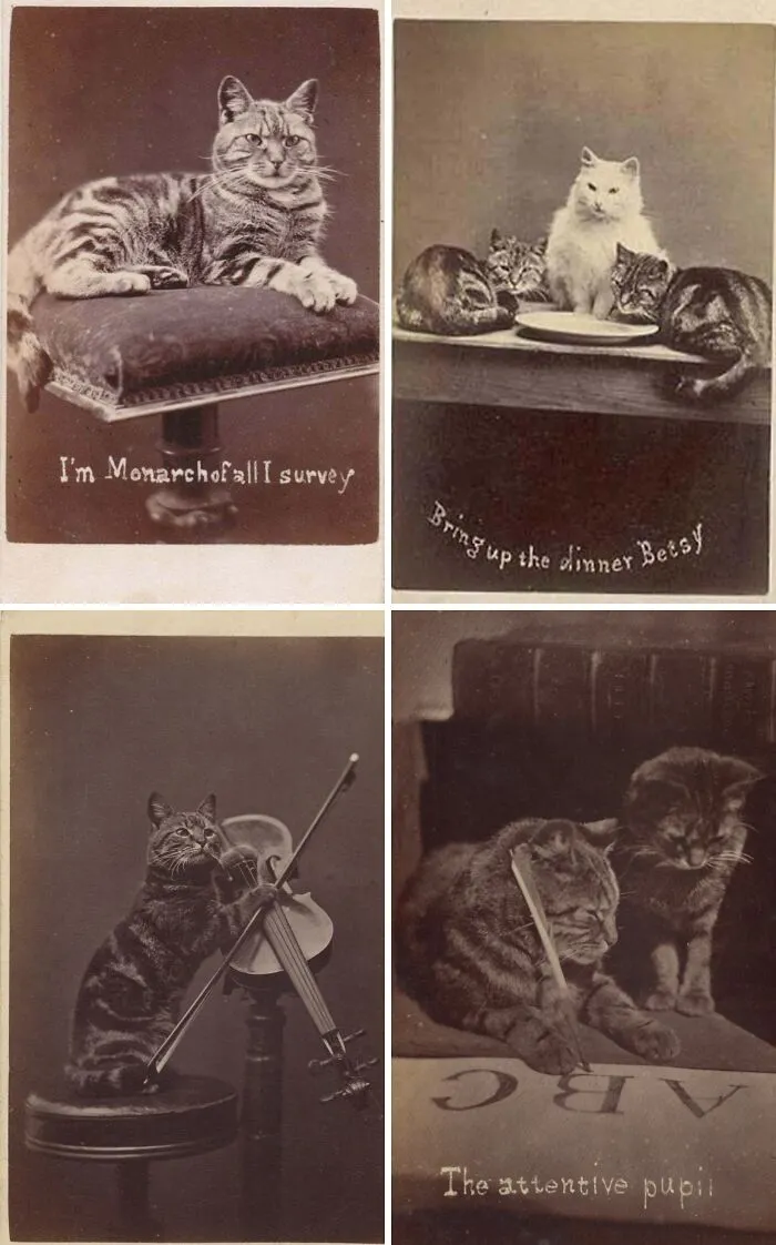 Photographs Of Cats With Silly Descriptions, Taken By Henry Pointer, Part Of A Series Of Around 200 Cat Photos From The 1870s-1880s, Known As The Brighton Cats ✨